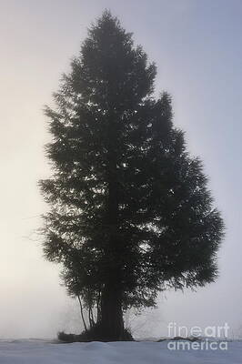 Tree Wall Art featuring the photograph Lonely Fir Tree In A Hazy Snow Field by Sami Sarkis Photography