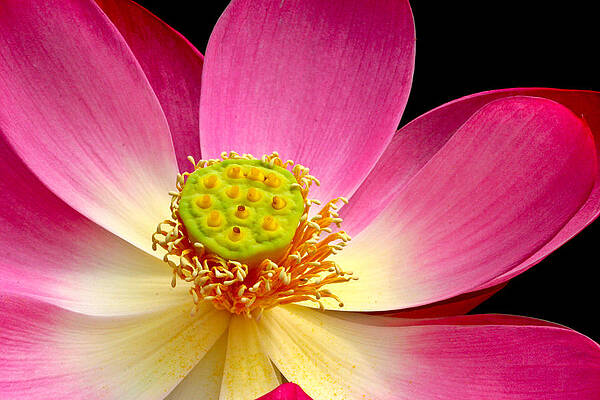 Water Wall Art featuring the photograph Lotus Detail by Jean Noren