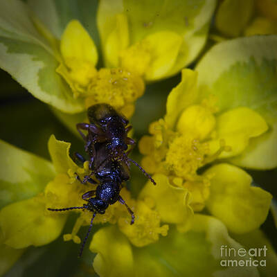 Wall Art featuring the photograph Love Bugs by Darcy Michaelchuk