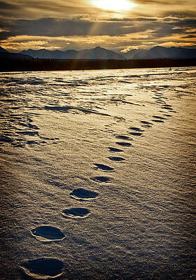 Photograph - Lynx Tracks by Fred Denner