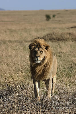 Tanzania Photograph - Male Lion's Gaze by Darcy Michaelchuk