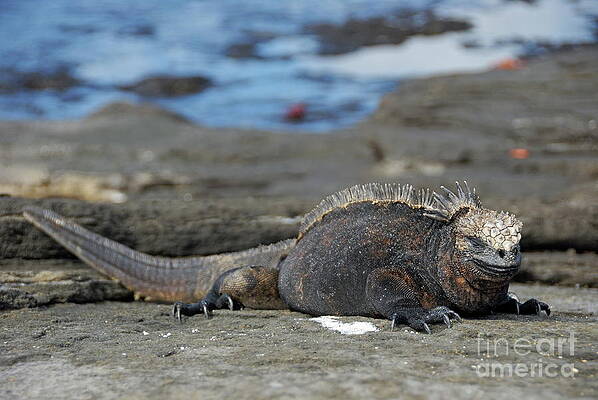 Wall Art featuring the photograph Marine Iguana Lying On Rock By Water by Sami Sarkis Photography
