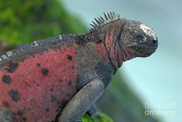 Wall Art featuring the photograph Marine Iguana On Rock Covered By Green Seaweed by Sami Sarkis Photography