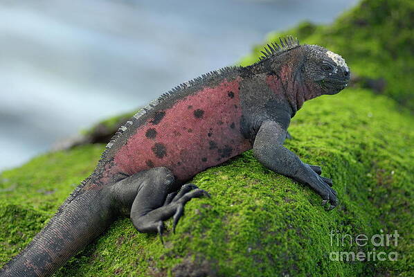 Wall Art featuring the photograph Marine Iguana On Rock Covered With Green Seaweed by Sami Sarkis Photography