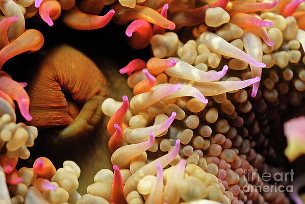 Close Up Photograph - Mexican Anemone by Sami Sarkis Photography