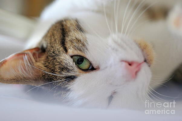 Close Up Photograph - Mischievous Cat by Sami Sarkis Photography