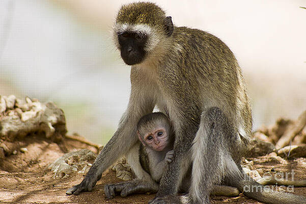 Tanzania Photograph - Mom And Baby Monkey by Darcy Michaelchuk