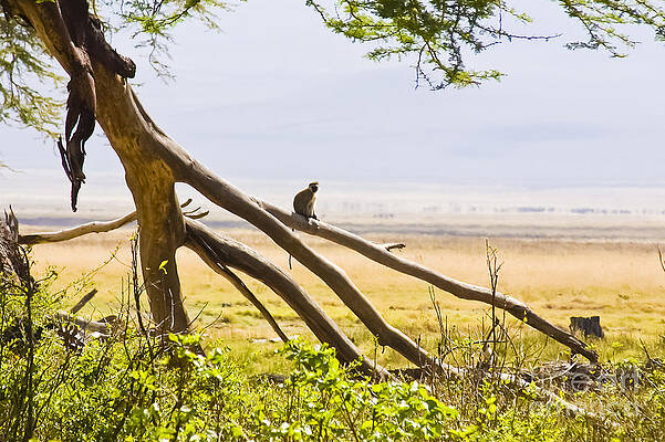 Tanzania Photograph - Monkey On A Branch by Darcy Michaelchuk