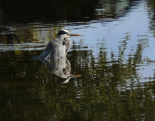 Bird Wall Art featuring the photograph Morning Bath by Steven Sparks