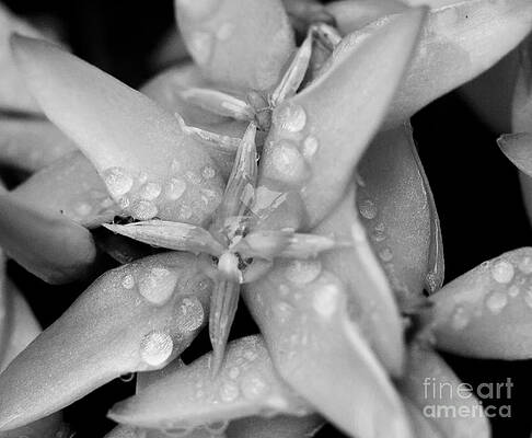 Spring Photograph - Morning Dew On Flower BW by Darcy Michaelchuk