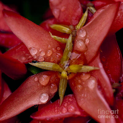 Spring Photograph - Morning Dew On Flower by Darcy Michaelchuk