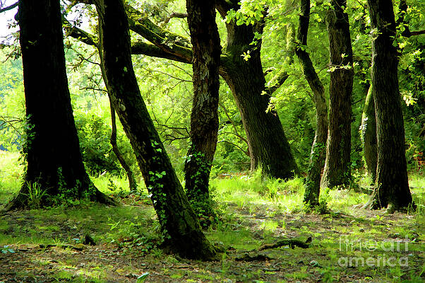 Europe Photograph - Mossy Trees by Sami Sarkis Photography