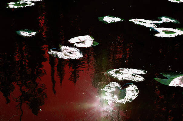 Water Wall Art featuring the photograph Nature's Pad by La Dolce Vita