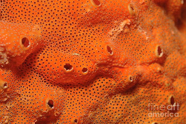 Close Up Photograph - Neptune Lace by Sami Sarkis Photography
