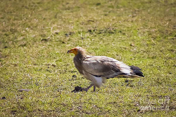 Tanzania Photograph - Ngorongoro Vulture Eating Scraps by Darcy Michaelchuk
