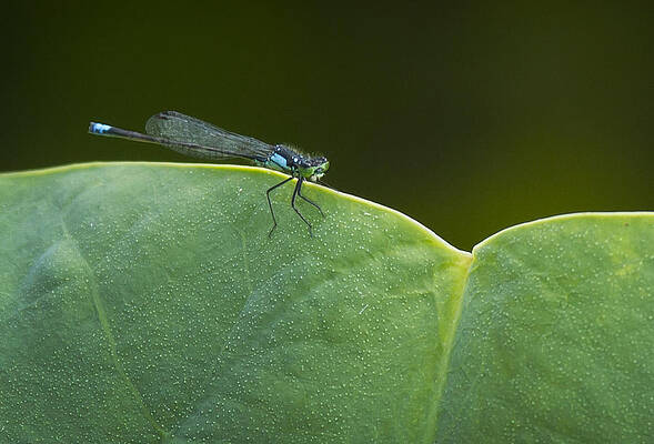 Water Wall Art featuring the photograph Non Distressed Damsel by Jean Noren