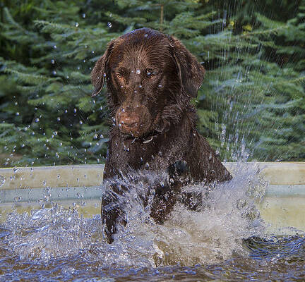 Water Wall Art featuring the photograph Nute Adjusts The Water by Jean Noren