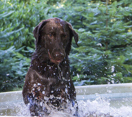Water Wall Art featuring the photograph Nute Having Fun by Jean Noren