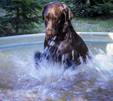 Water Wall Art featuring the photograph Nute Splashing by Jean Noren