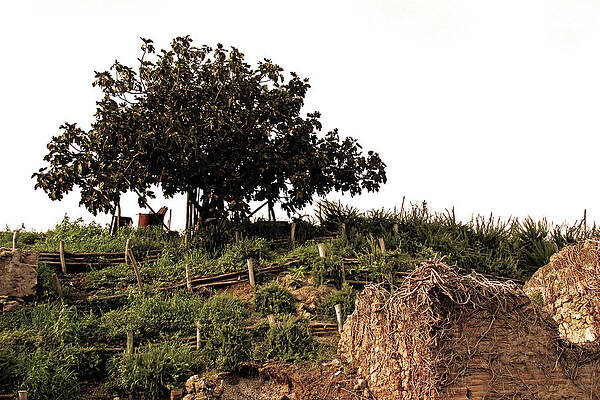 Tree Wall Art featuring the photograph Olive Tree by La Dolce Vita
