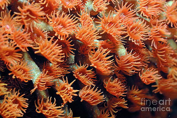 Close Up Photograph - Orange Coral Polyps by Sami Sarkis Photography