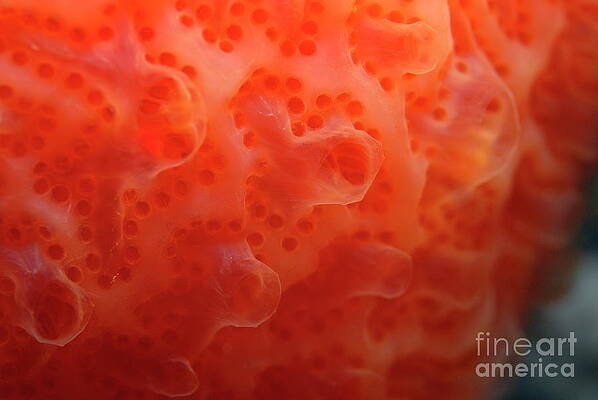 Close Up Photograph - Orange Sponge Underwater by Sami Sarkis Photography