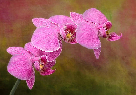Flower Photograph - Orchid Cluster by Susan Candelario