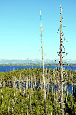 Tree Wall Art featuring the photograph Overlooking The West by La Dolce Vita