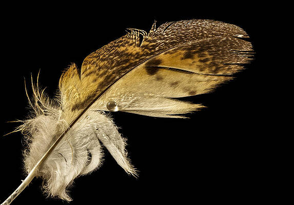 Nature Photograph - Owl Feather With Water by Jean Noren