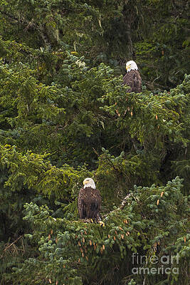 Sky Photograph - Pair Of Bald Eagles by Darcy Michaelchuk