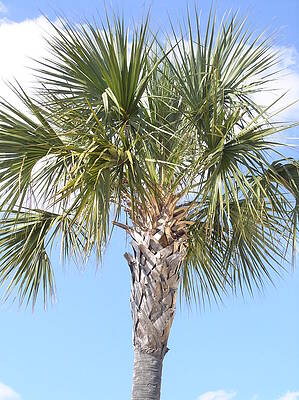 Tree Wall Art featuring the photograph Palm Tree by La Dolce Vita