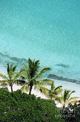 Tree Wall Art featuring the photograph Palm Trees Against Cristal Blue Water by Sami Sarkis Photography