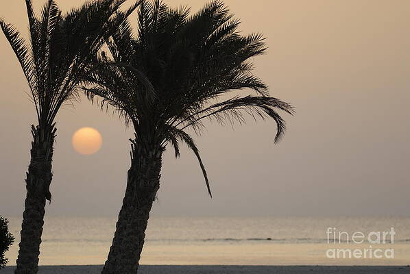 Tree Wall Art featuring the photograph Palm Trees And Red Sea At Sunrise by Sami Sarkis Photography
