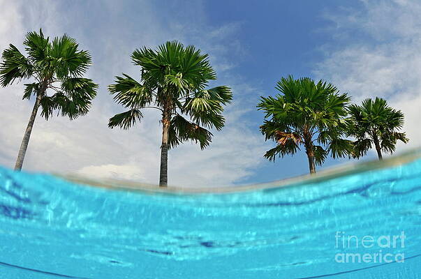 Tree Wall Art featuring the photograph Palm Trees By Swimming Pool Egde by Sami Sarkis Photography