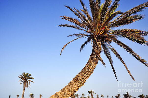 Tree Wall Art featuring the photograph Palm Trees On Clear Sky by Sami Sarkis Photography