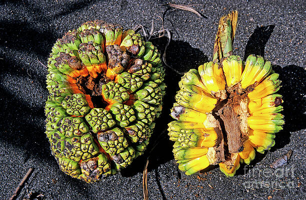 Wall Art featuring the photograph Pandanus Fruit by Sami Sarkis Photography