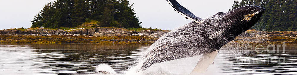 Alaska Wall Art featuring the photograph Panoramic Big Breach by Darcy Michaelchuk
