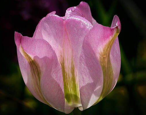 Dramatic Wall Art featuring the photograph Pink Backlit Tulip by Jean Noren