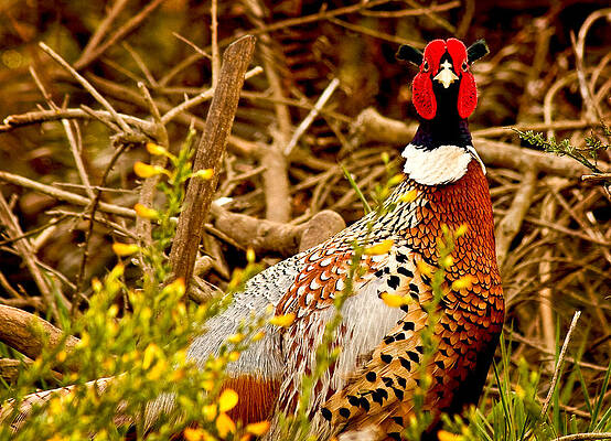 Nature Photograph - Pheasant by Jean Noren