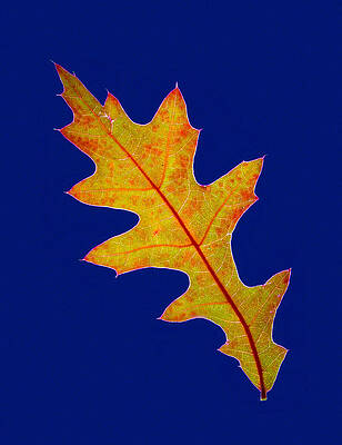 Dramatic Wall Art featuring the photograph Pin Oak Leaf by Jean Noren
