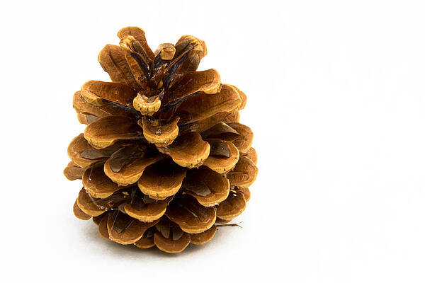 Dramatic Wall Art featuring the photograph Pine Cone by Jean Noren