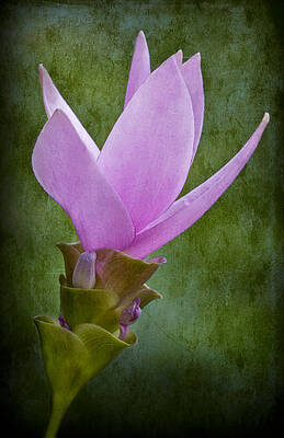 Flower Photograph - Pink Blossom by Susan Candelario