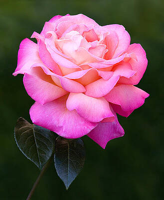 Summer Photograph - Pink Petals by Susan Candelario