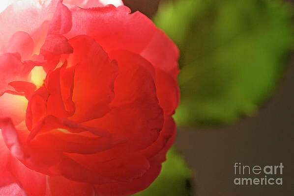 Close Up Photograph - Pink Rose by Sami Sarkis Photography