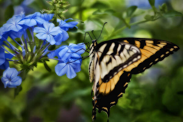 Nature Wall Art featuring the photograph Plumbago And Swallowtail by Steven Sparks