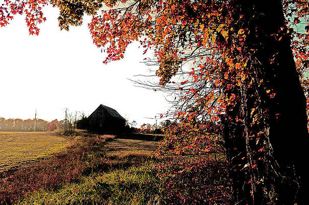 Tree Wall Art featuring the photograph Portrait Of Autumn by La Dolce Vita