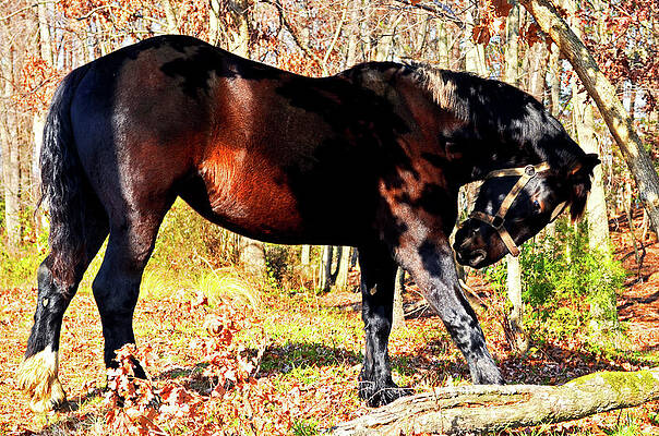 Nature Wall Art featuring the photograph Posturing by La Dolce Vita