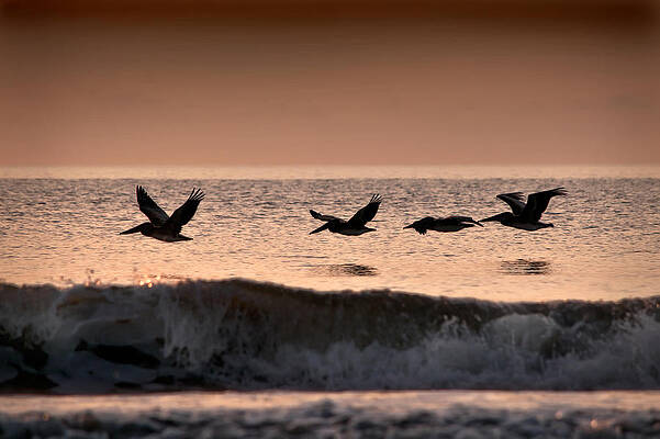 Bird Wall Art featuring the photograph Predawn Formation by Steven Sparks