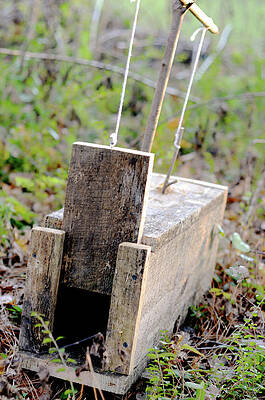 Nature Wall Art featuring the photograph Rabbits Don't Escape by La Dolce Vita