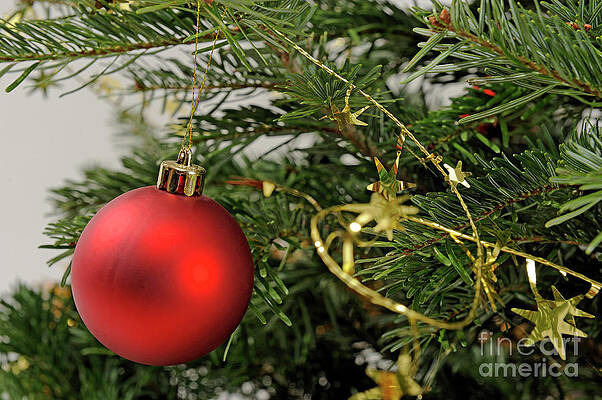 Close Up Photograph - Red Bauble On Christmas Tree by Sami Sarkis Photography